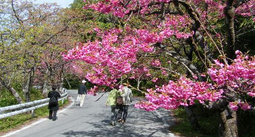 「八重岳」の風景