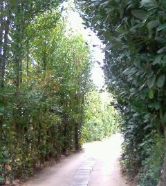 今帰仁村「ふくぎ林」の風景
